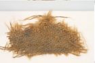 Etikett zu Textil (NHMW-PRAE-120711)